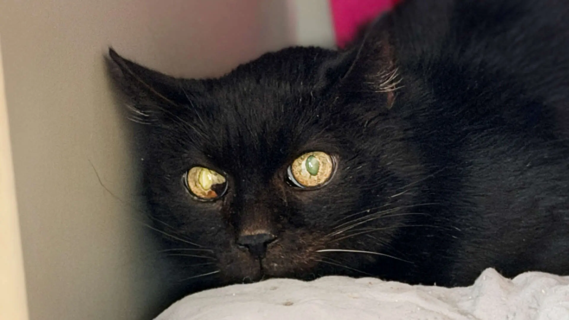 Ludolf – EKH, männlich, 151 Monate, 13057 Berlin – zur Adoption