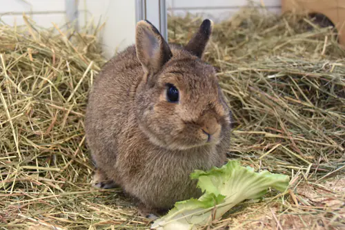 Doro – Zwergkaninchen, weiblich, 6 Jahre, 90537 Feucht – zur Adoption
