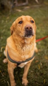 Rokki – Labrador-Mischling, männlich, 7 Jahre, 5 Monate, Nordic Strays e.V. – zur Adoption