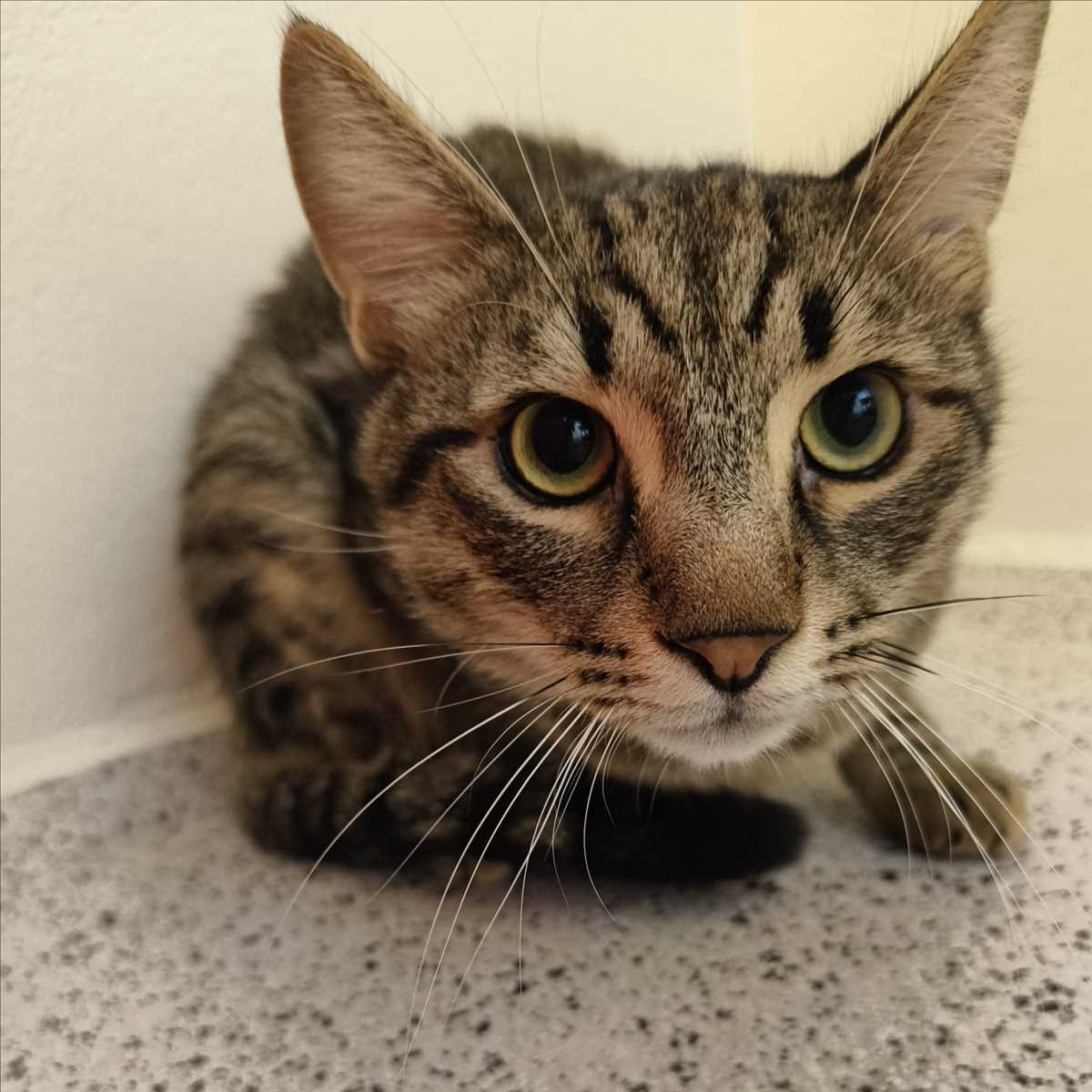 GINARDO – Europäisch Kurzhaar, männlich, 1 Jahr, 81829 München – zur Adoption
