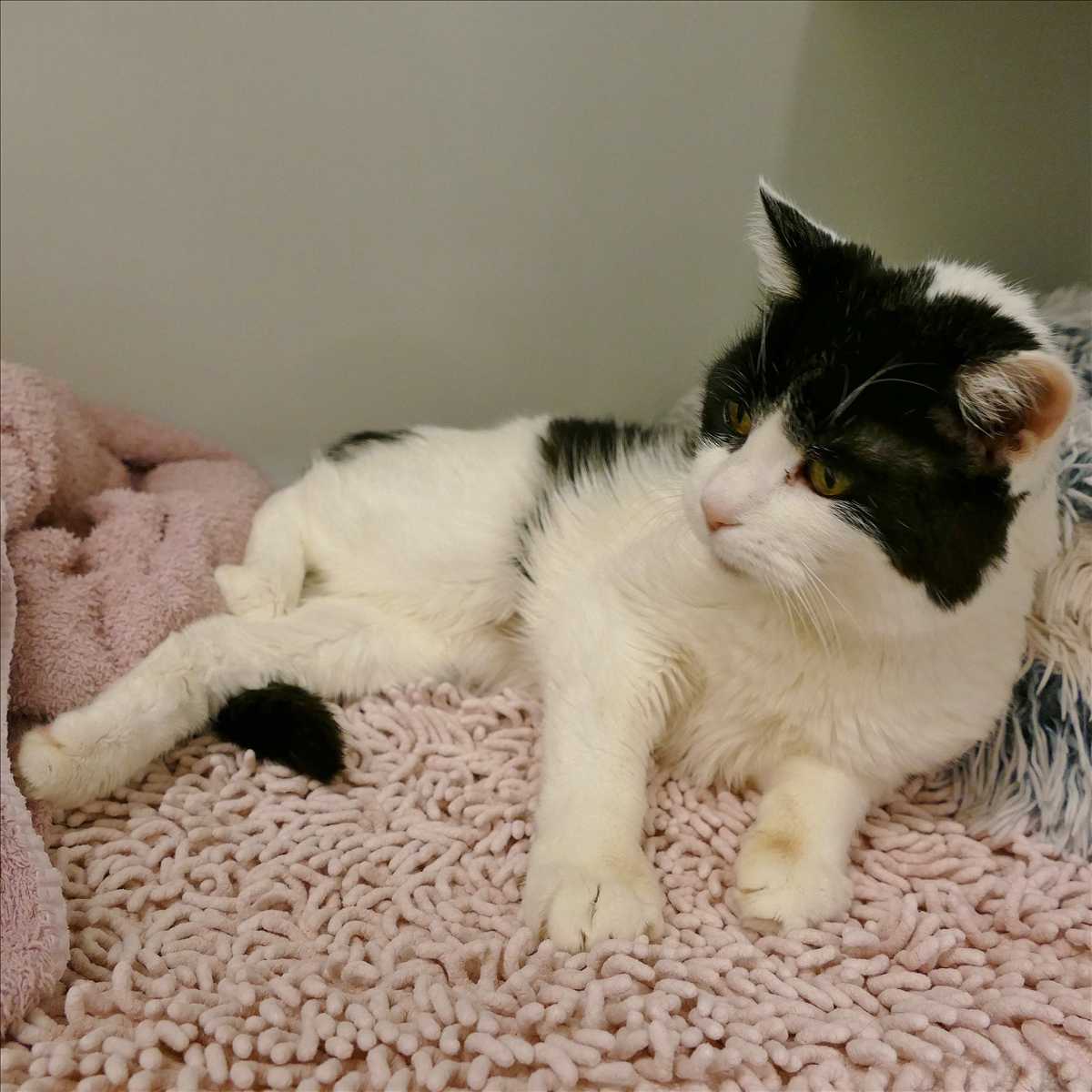 PHOEBE – Europäisch Kurzhaar, weiblich, 18 Jahre, 81829 München – zur Adoption