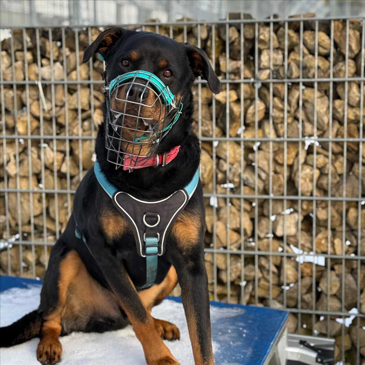 PABLO – Rottweiler, männlich, 5 Jahre, 8 Monate, 81829 München – zur Adoption
