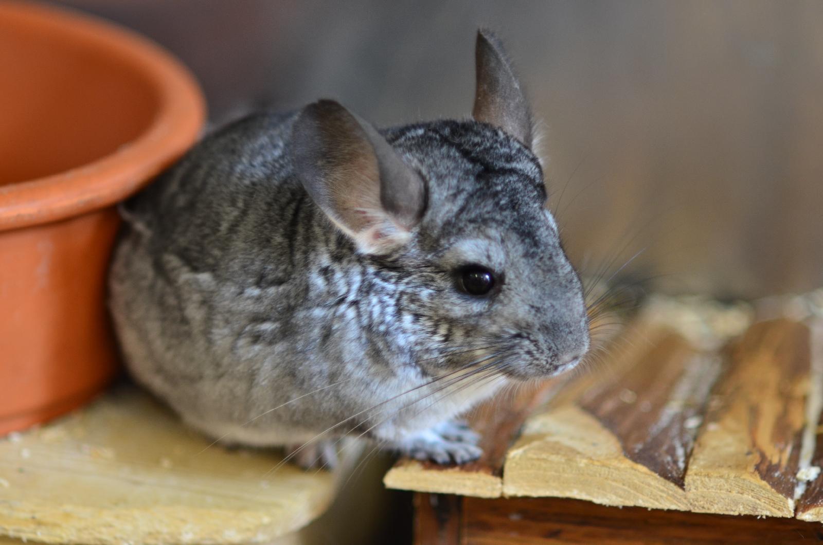 Chinchilla