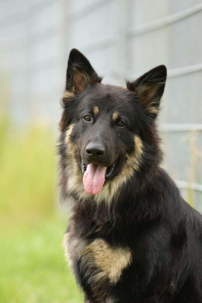 Gero – Deutscher Schäferhund, männlich, 2 Jahre, 7 Monate, 13057 Berlin – zur Adoption