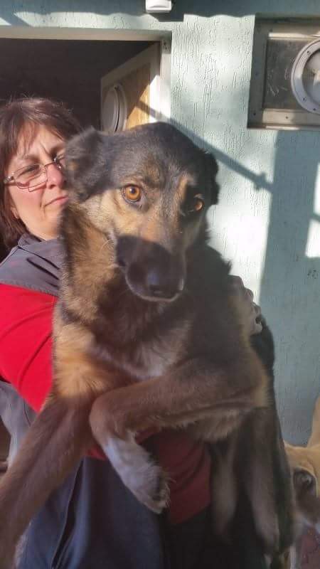 Friko – Schäfi Mix, männlich, 50823 Köln – zur Adoption