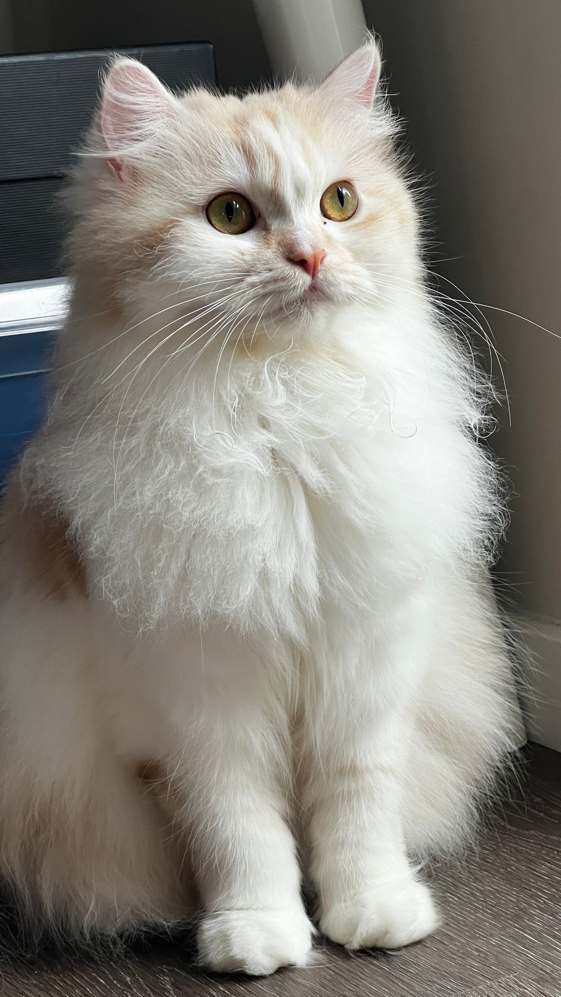 Günes – BLH, weiblich, 50969 Köln-Zollstock – zur Adoption
