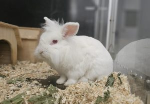 Heino – Kaninchen, männlich, 54 Monate, 97525 Schwebheim – zur Adoption