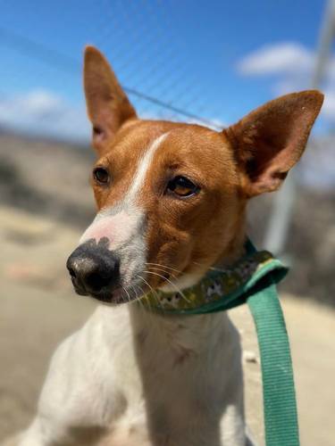 Naomi – Podenco-Mischling, weiblich, 2 Monate, 65520 Bad Camberg – zur Adoption