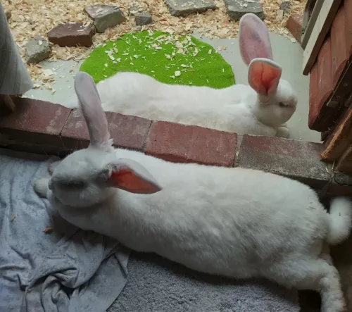 Floppy & Sarissa