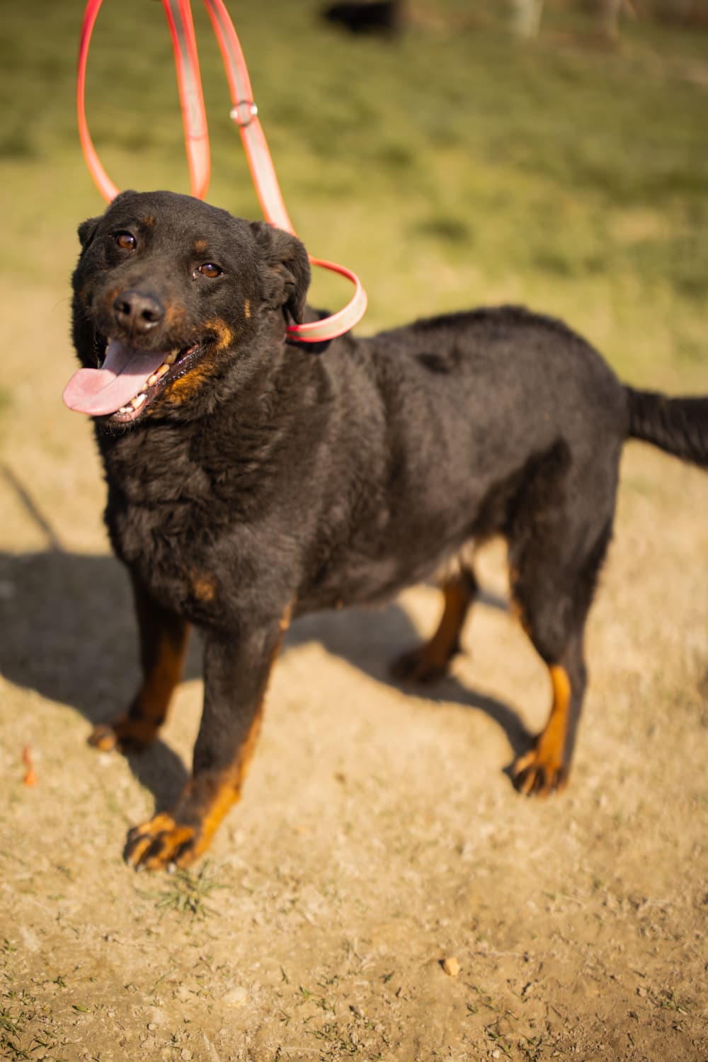 Ares