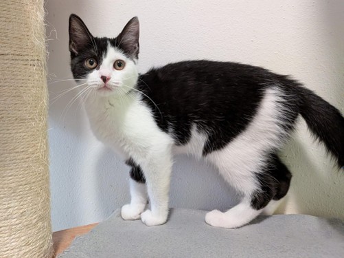 Prada – Hund, männlich, 32758 Detmold – zur Adoption