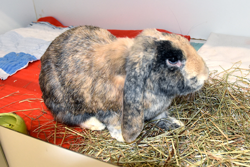 Rudi – Widdermix-Zwergkaninchen, männlich, 2 Jahre, 90537 Feucht – zur Adoption