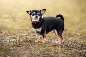 Lola – Chihuahua, weiblich, 4 Jahre, 70195 Stuttgart-Botnang – zur Adoption