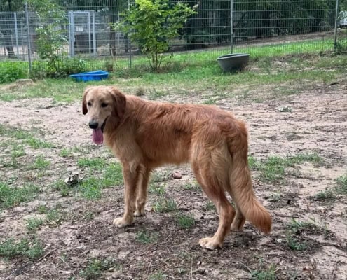 Hovawarts (drei Rüden) – Hovawart, männlich, 8 Monate, 39576 Stendal – zur Adoption