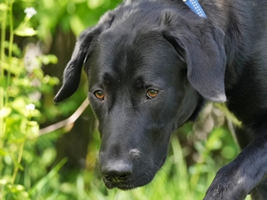Alvaro – Hund, männlich, 7 Monate, 90537 Feucht – zur Adoption