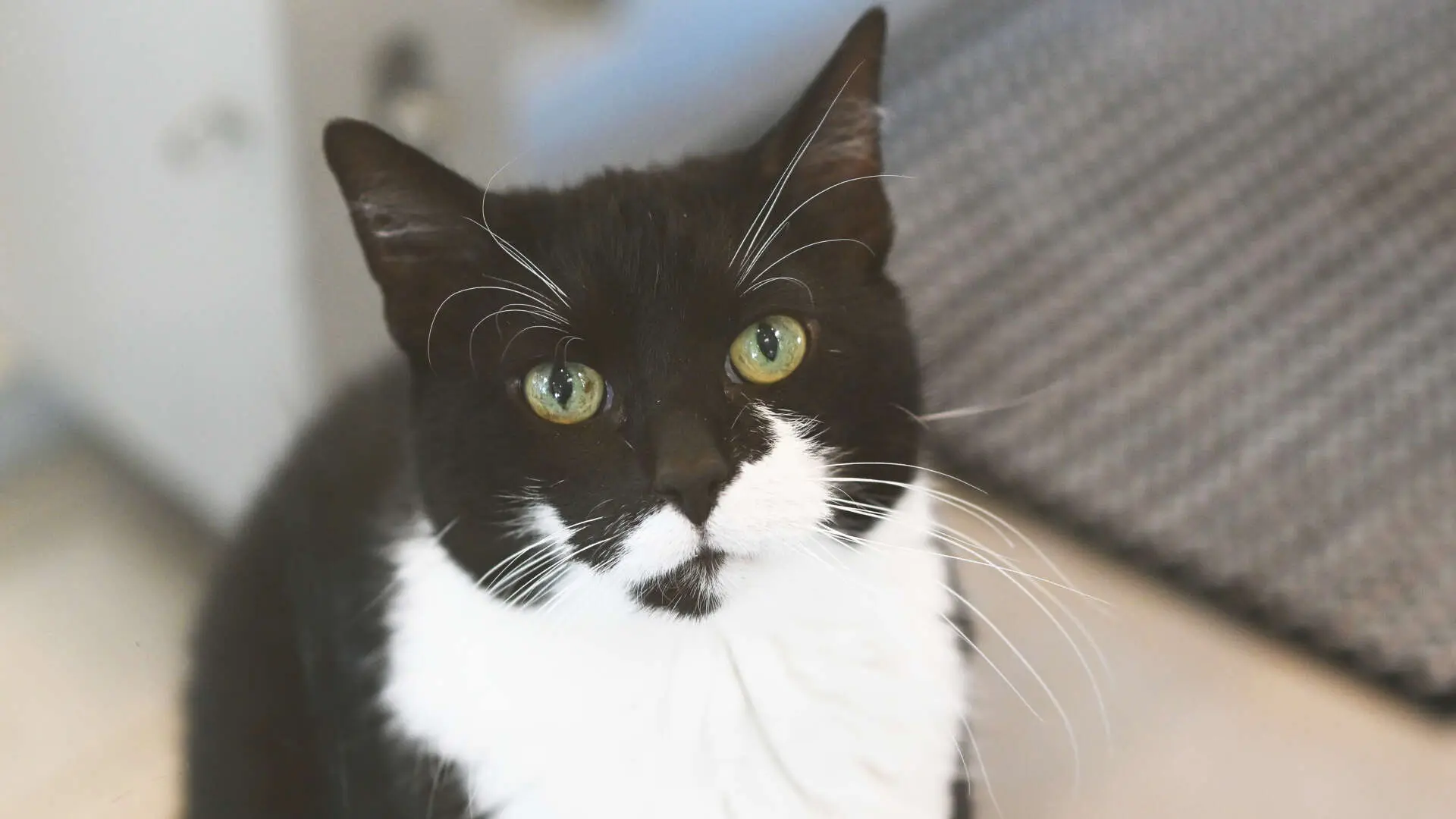 Mausi – EKH, weiblich, 10 Jahre, 13057 Berlin – zur Adoption