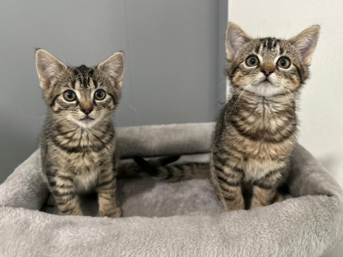 Amy und Penny