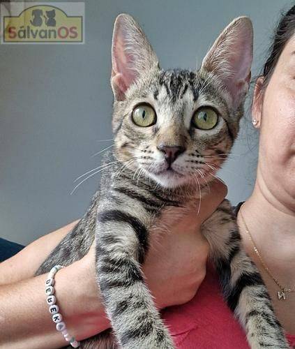 Thanjiro – Europäisch Kurzhaar, männlich, 10 Monate, 65520 Bad Camberg – zur Adoption