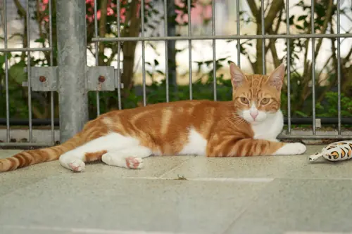 Dan – Kurzhaar-mix, männlich, 1 Jahr, 90537 Feucht – zur Adoption