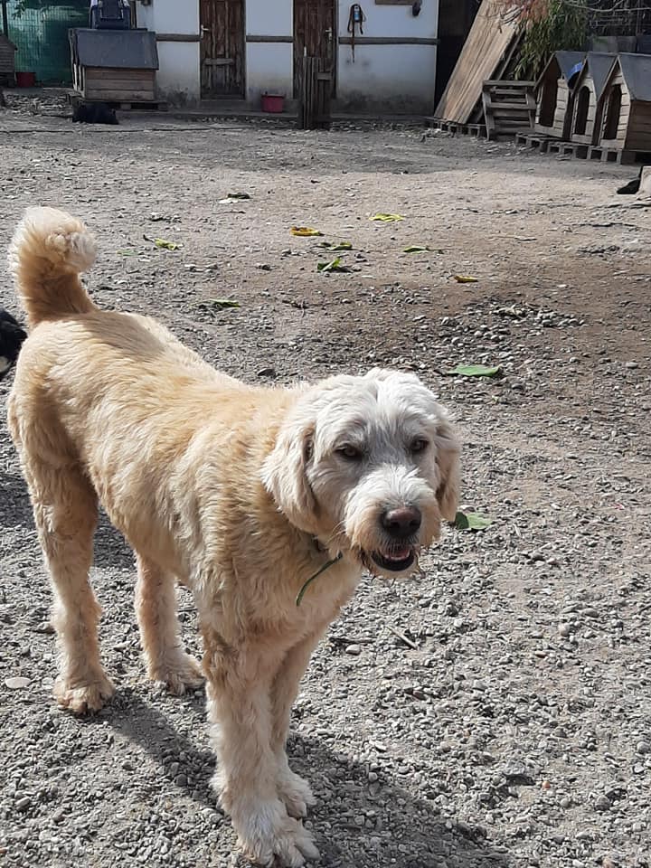 Willi