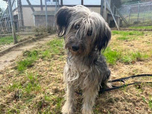 Susi – Hund, weiblich, 9 Monate, 32758 Detmold – zur Adoption
