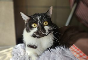 Lucy – Europäisch Kurzhaar, weiblich, 97525 Schwebheim – zur Adoption