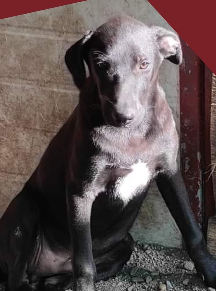 Fidelino