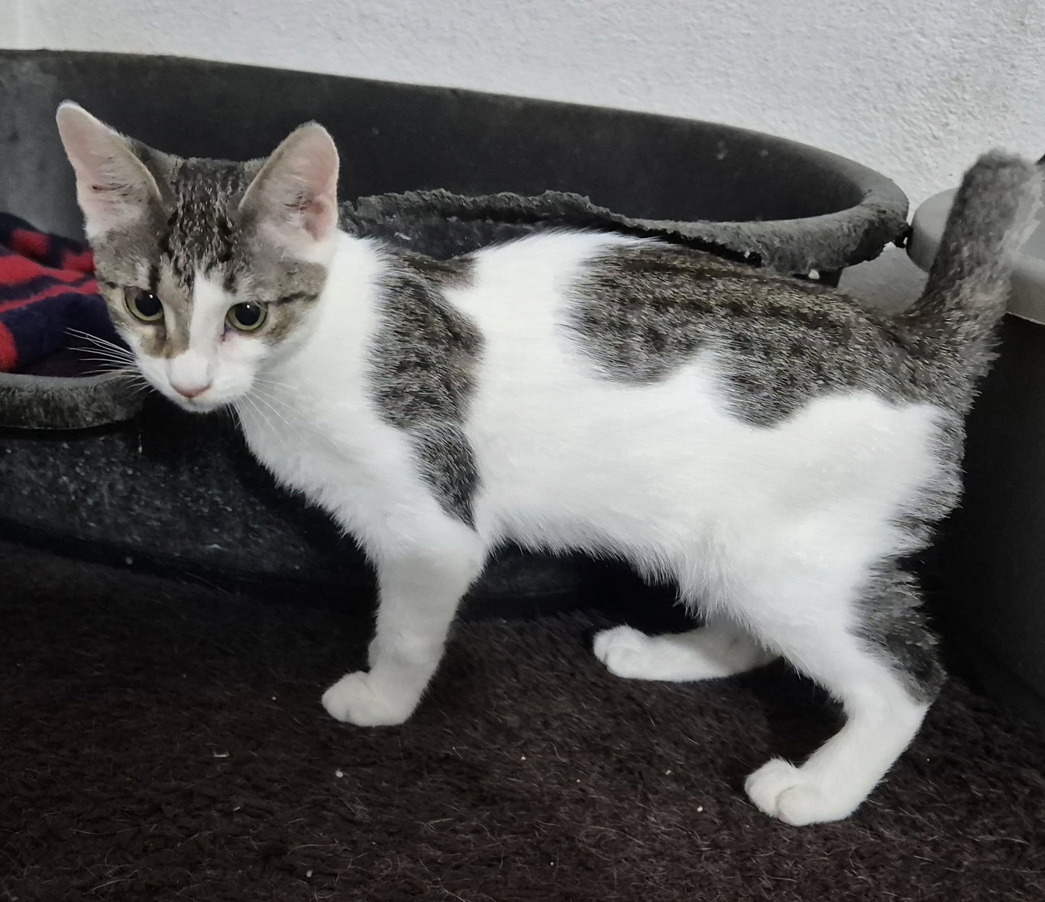Kätzin222842 - Patenlos – EKH, männlich, 50823 Köln – zur Adoption