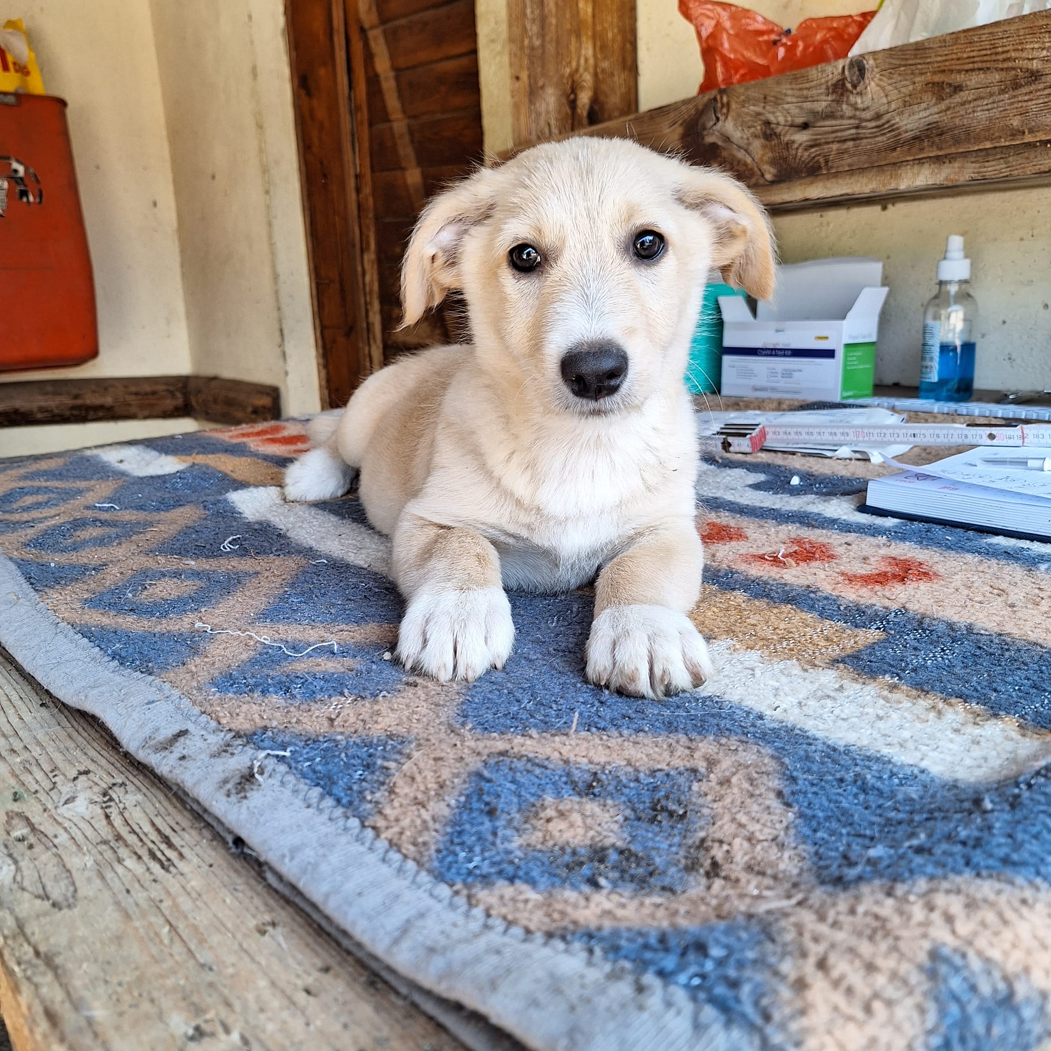 Vinnie