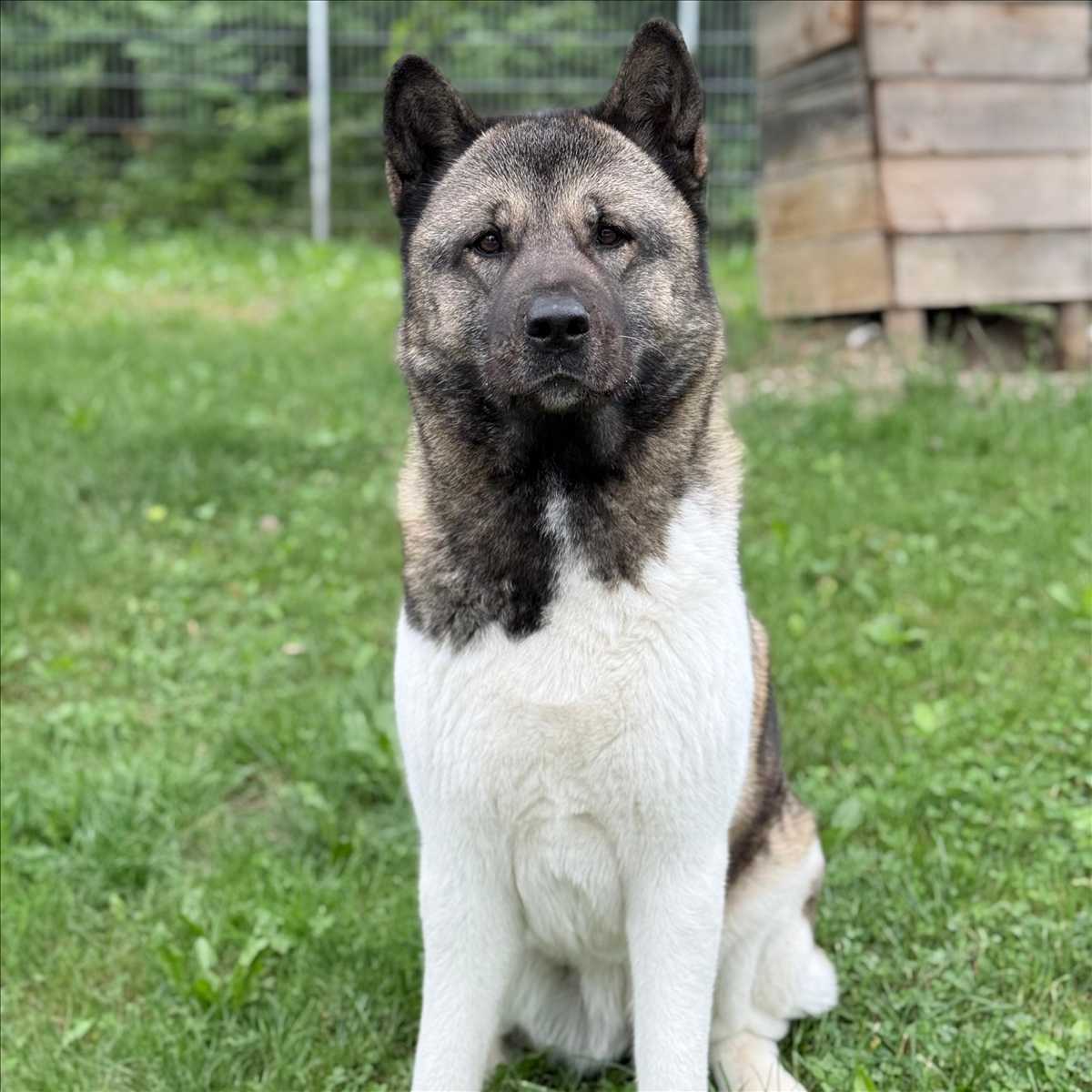SKY – Akita, weiblich, 5 Jahre, 81829 München – zur Adoption
