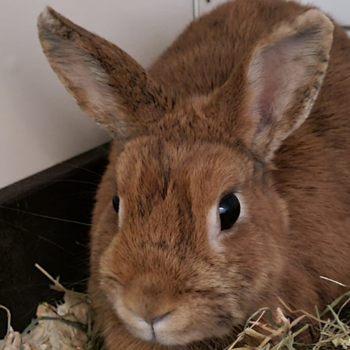 Mina – Kaninchen, weiblich, 2 Jahre, 28357 Bremen – zur Adoption