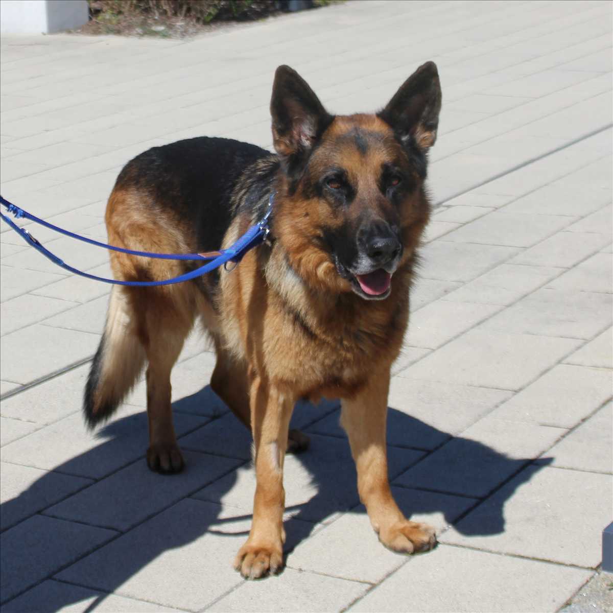 Milou – Schäferhund, männlich, 2 Jahre, 81829 München – zur Adoption