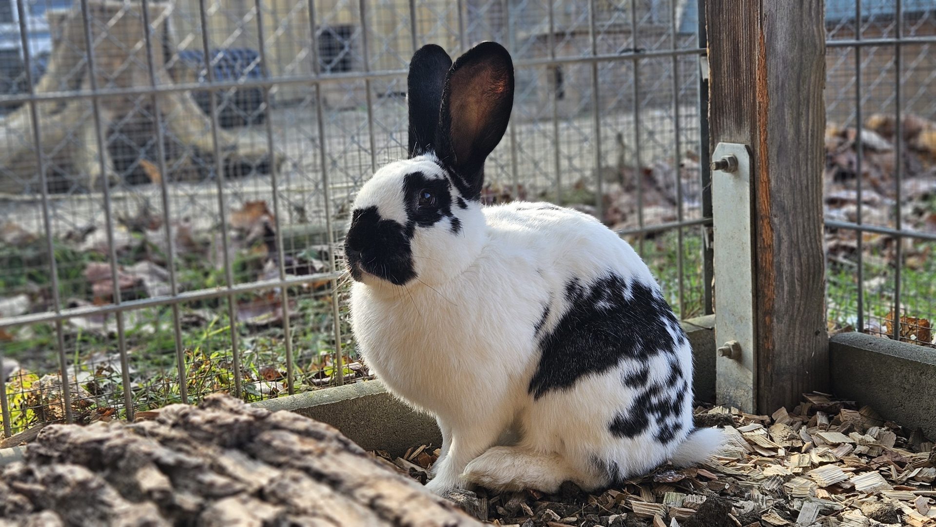 Motzi – Stallkaninchen, weiblich, 97525 Schwebheim – zur Adoption