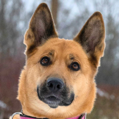 Mira – Schäferhund-Mix, weiblich, 5 Jahre, 28357 Bremen – zur Adoption
