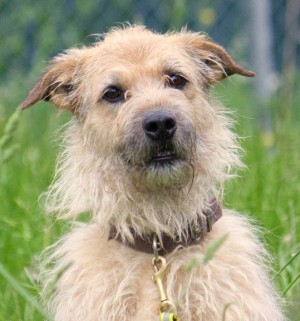 Merlin – Schnauzer-Schäferhund-Mix, männlich, 10 Jahre, 7 Monate, 70195 Stuttgart-Botnang – zur Adoption