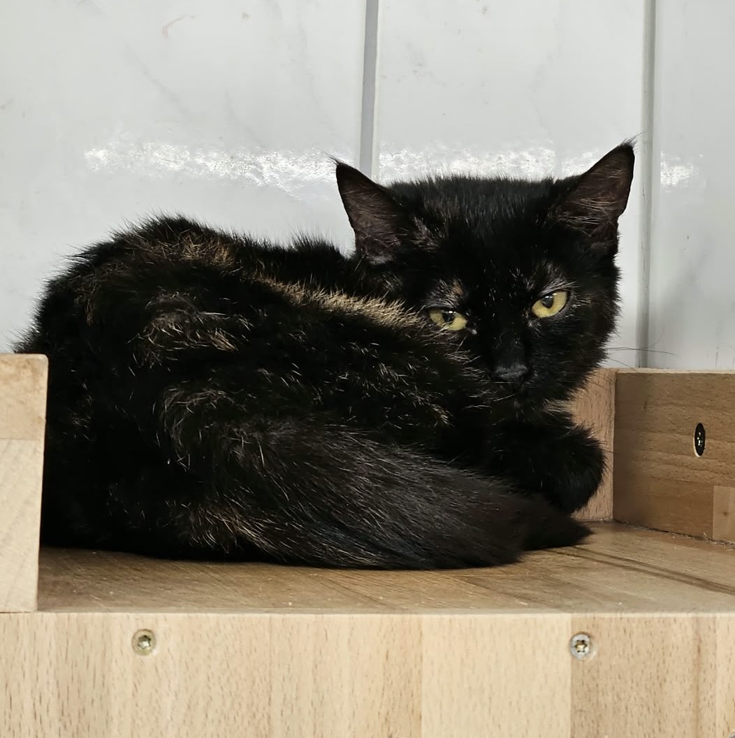 Mara – EKH, weiblich, 97816 Lohr – zur Adoption