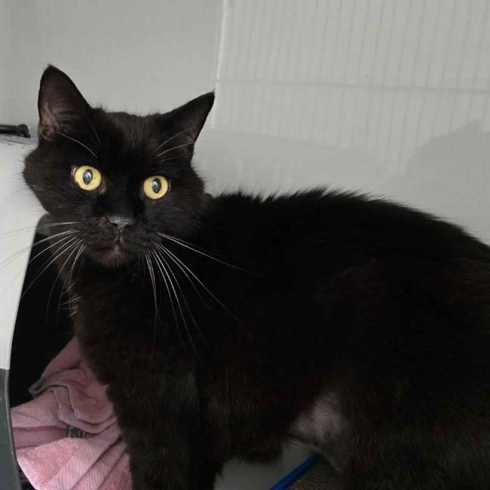 Pepe – Europäisch Kurzhaar, männlich, 45141 Essen – zur Adoption