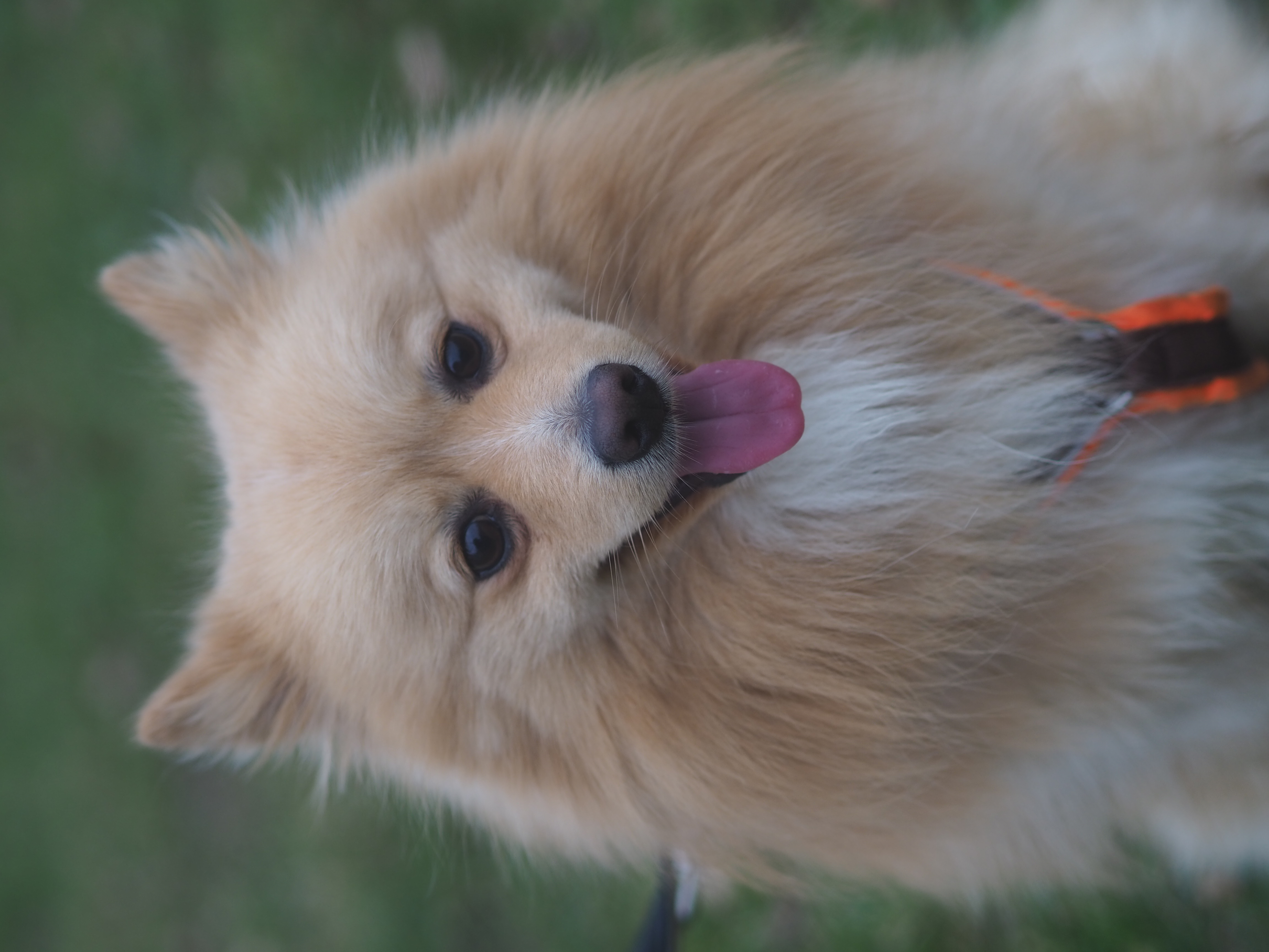 Teddy – Spitz-Pomeranian-Mix, männlich, 2 Jahre, 50969 Köln-Zollstock – zur Adoption