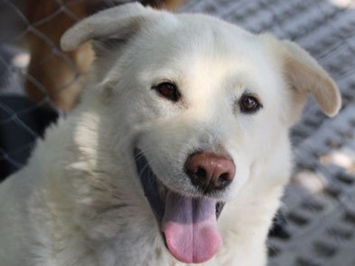 Lars – Hund, männlich, 32758 Detmold – zur Adoption