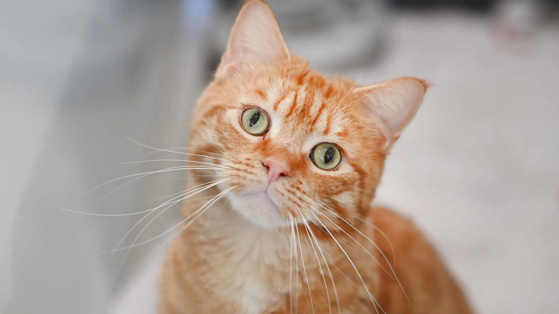 Pepe – EKH, männlich, 35 Monate, 13057 Berlin – zur Adoption