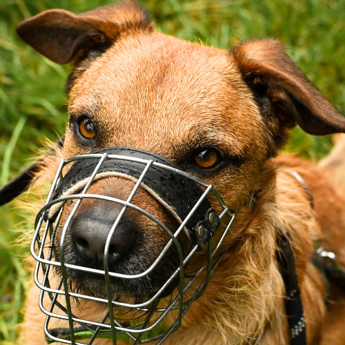 Balu – Hund, männlich, 2 Jahre, 28357 Bremen – zur Adoption