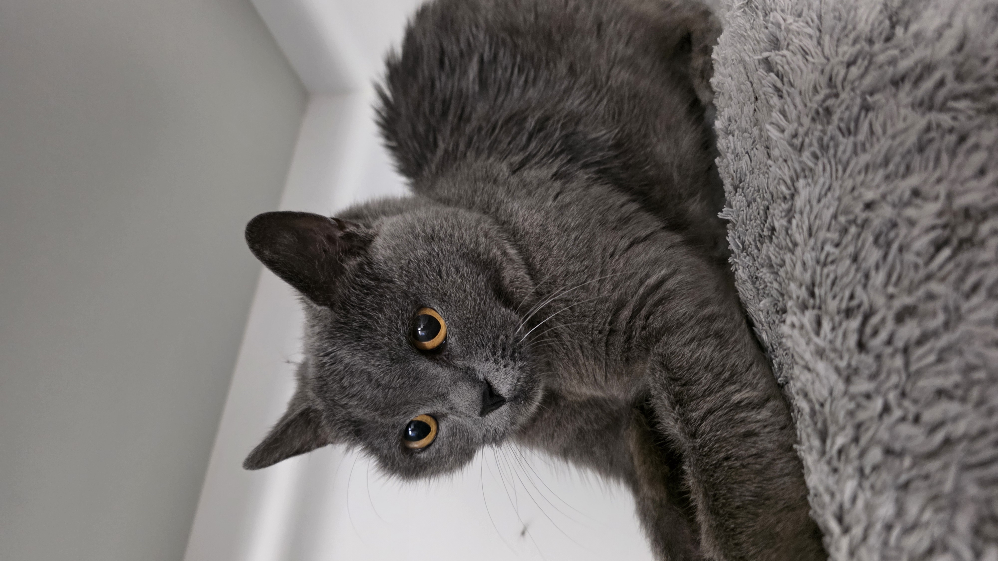 Tiana – BKH, weiblich, 50969 Köln-Zollstock – zur Adoption