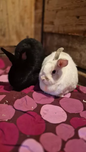 Charlott & Casper