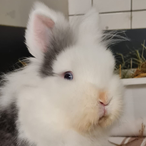 Wolli – Kaninchen, männlich, 1 Monate, 28357 Bremen – zur Adoption
