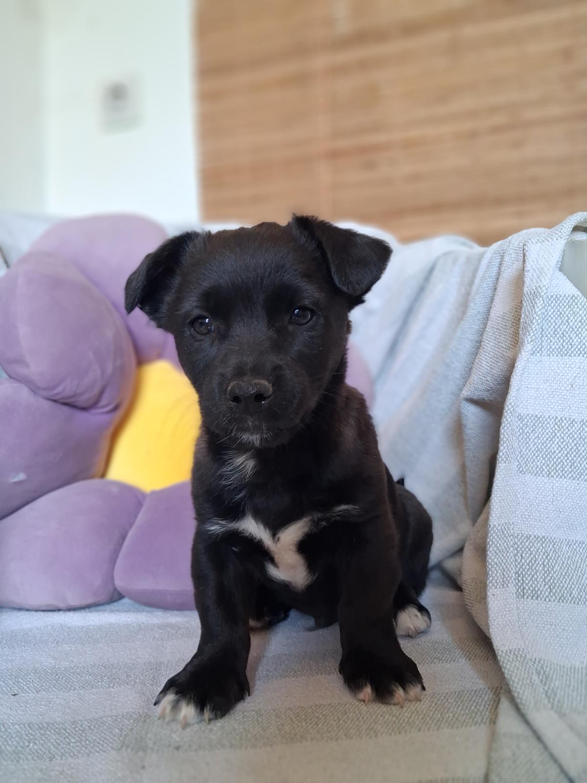 Maylo – Hund, männlich, 3 Monate, Nordic Strays e.V. – zur Adoption