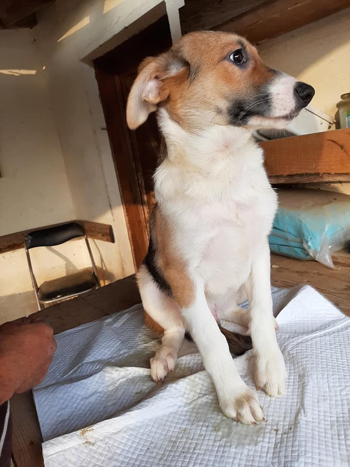 Enzo