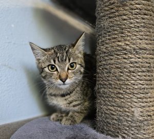 Franzi – Europäisch Kurzhaar, weiblich, 97525 Schwebheim – zur Adoption