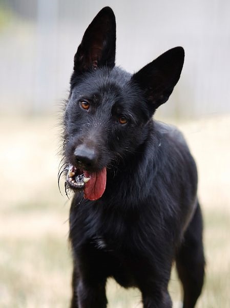 Baghira – Podenco-Schnauzer-Mix, männlich, 9 Jahre, 13057 Berlin – zur Adoption
