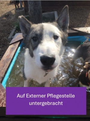 Baxter