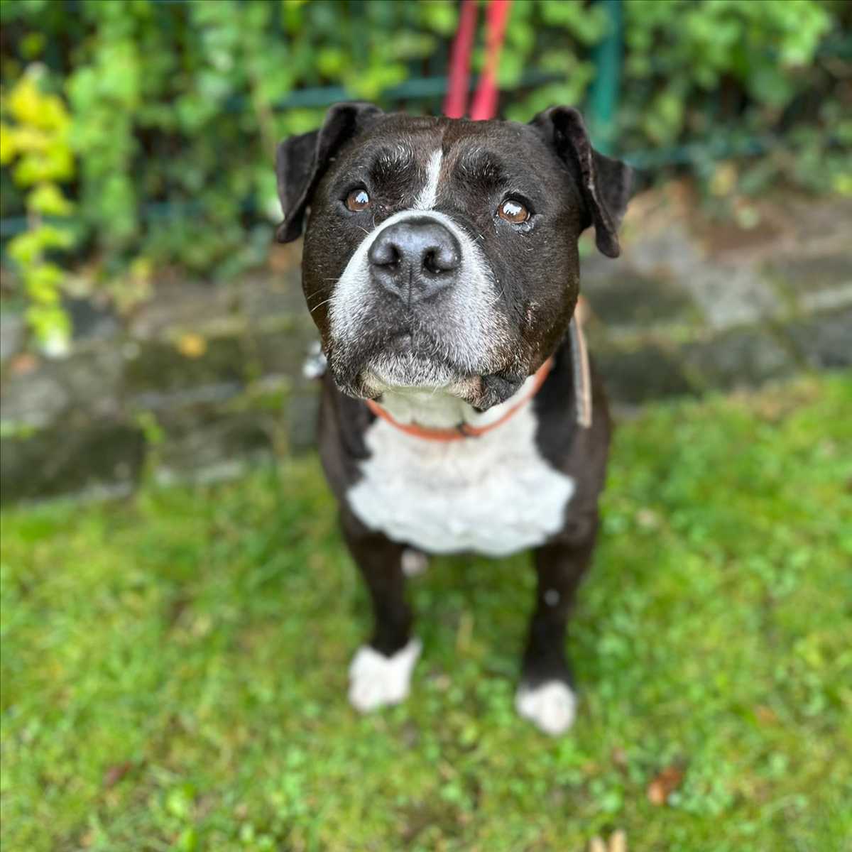 BERO – American Staffordshire Terrier, männlich, 10 Jahre, 81829 München – zur Adoption